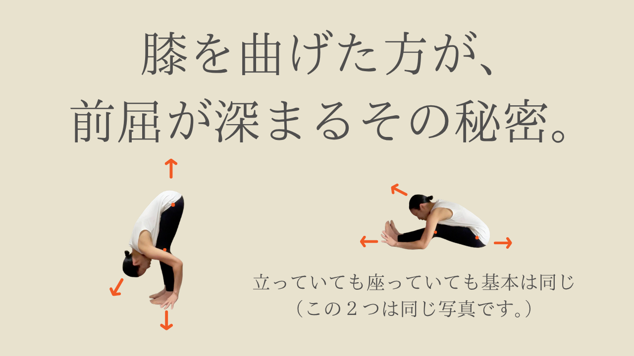 膝を曲げた方が、前屈が深まるその秘密。｜身体を無理なく守り、深めていくための小さなお話。
